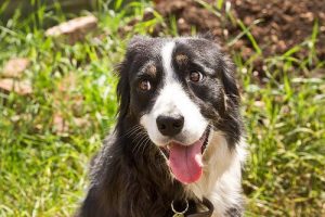 Hva er "head pressing"?