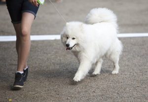 Farer du bør unngå når du lufter hunden din