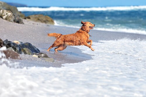 Hund på strand