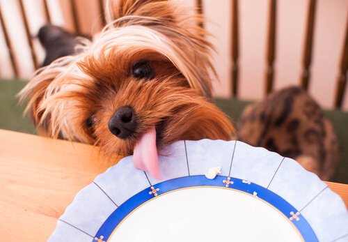 Hund som slikker tallerkenen