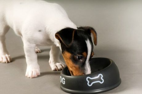 Hund spiser