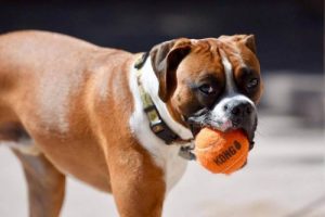 De nye hundelekene - Kong