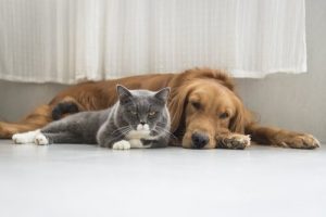 Kosmetisk kirurgi for dyr er nå forbudt i Spania