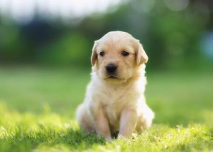 14 kreative hundenavn