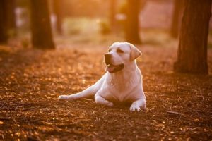 8 ting du burde lære av hunden din