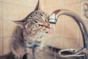 Hvorfor elsker katter å følge oss inn på badet?