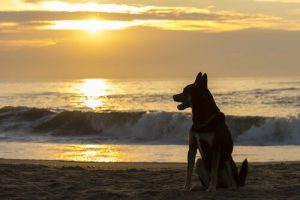 Hvor lenge bør du vente til du får et nytt kjæledyr?