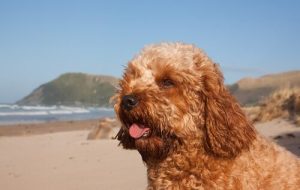 Cavoodle-hunden: en uvanlig hunderase
