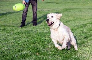 Utsagn og kommentarer du bør unngå å si til en hundeeier