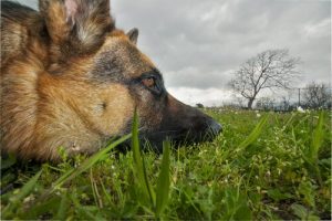 Giftige planter for hunder: Hold hunden din unna dem!