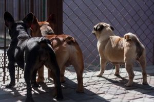 Taiwan forbyr hunde- og kattekjøtt: Et skritt i riktig retning!