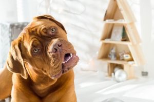 Hvorfor skakker hunden på hodet når du snakker til den?