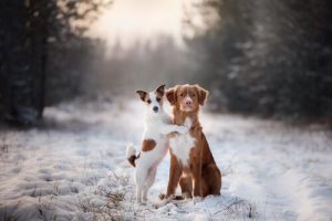 Oppmerksomhet! Aldri tving hunden din til å gå på bakbenene
