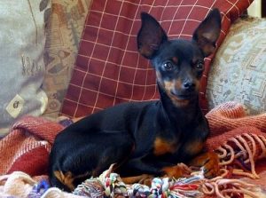 Tsjekkisk rottehund: Verdens minste selskapshund