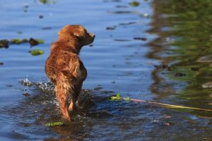 En ung mann risikerte livet sitt for å redde en hund