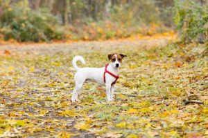 Hundetyveri: Flere hunder stjålet fra parker i Spania