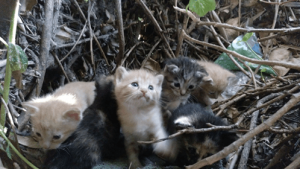 Alt du trenger å vite om TNR-prosjektet: et fantastisk initiativ