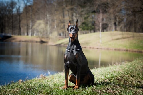 Doberman som vakthund