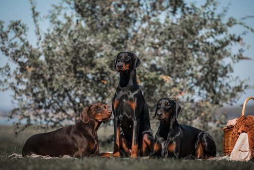 Dobermann Pinscher