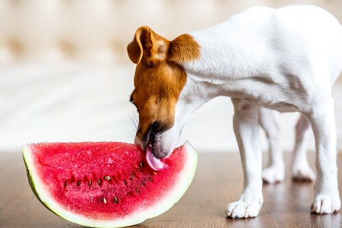 Hvordan ta best mulig vare på hunden din om sommeren
