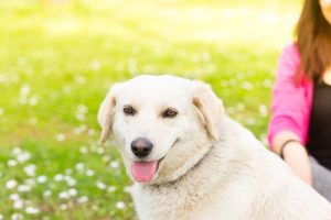5 ting hunden din ikke liker