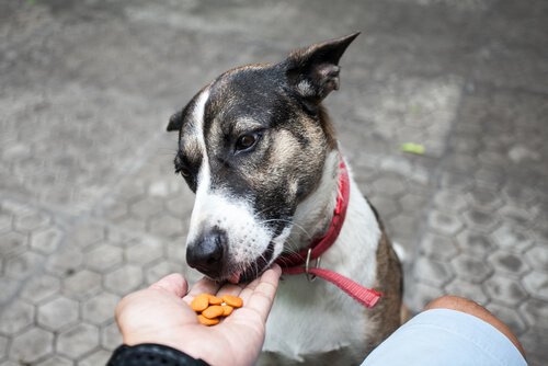 Hund spiser fra hånd