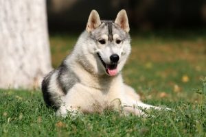 Har hunder emosjonell intelligens?