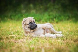 Hvorfor elsker hunder å rulle rundt i lort og gjørme?