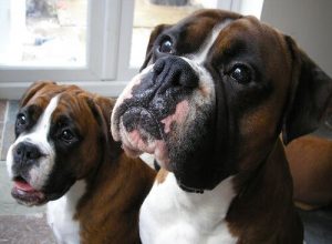 Bli bedre kjent med åtte tyske hunderaser