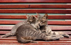 Når er den rette tiden for kastrering og er det anbefalt?