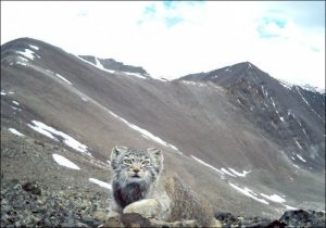 Pallaskatten: En utrydningstruet katt fanget på kamera i Russland