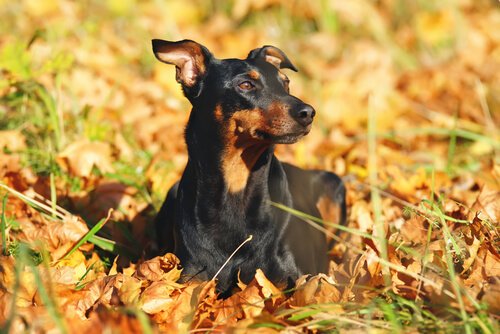 pinscher