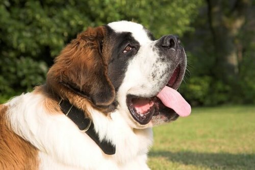 saint bernard