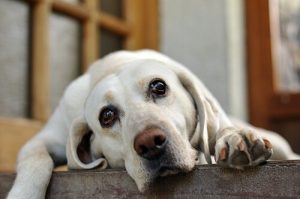 Hvorfor klynker hunden din når du drar?