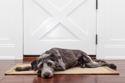 Grunner til at din hund gråter når du drar