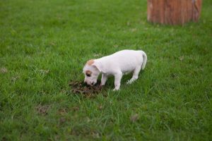 Behandling av coprohagia hos hunder