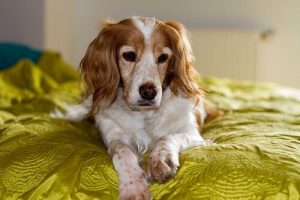 Lær hvordan du tar vare på en blind hund