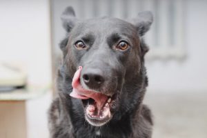 7 tegn på at hunden din er stresset - Ja, det er mulig