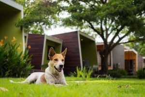 Tips for å unngå problemer med hunden din