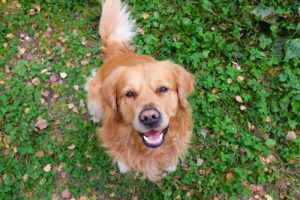 Hvordan er det egentlig hunder uttrykker seg selv?