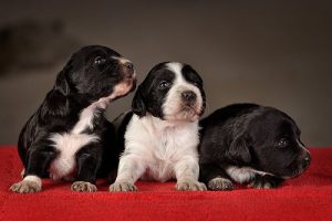 Grunnleggende valpetrening for den nye hunden din