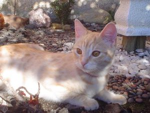 Virussykdommer hos katter