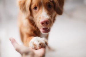 Hvordan ta vare på en hund i økonomiske nedgangstider