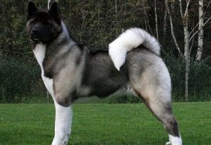 Amerikansk akita, en dominerende hund med en edel personlighet