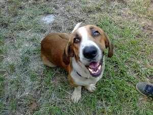 Hunder som hater sine eiere: Hvorfor er det slik?