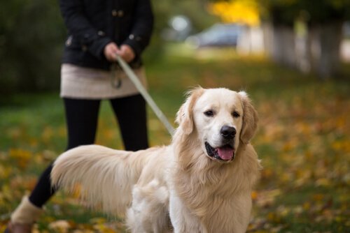 Golden retriever