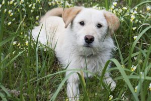 Hva er en hunds tredje øyelokk og hva gjør det?