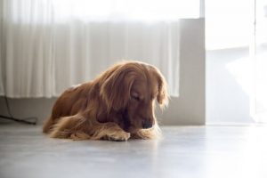 Hvorfor er det slik at tisper slikker seg i skrittet noen ganger?