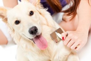 Hva skal du gjøre hvis hunden din mister pels?