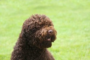 Spesielle vannhundraser: Barbet-hunden